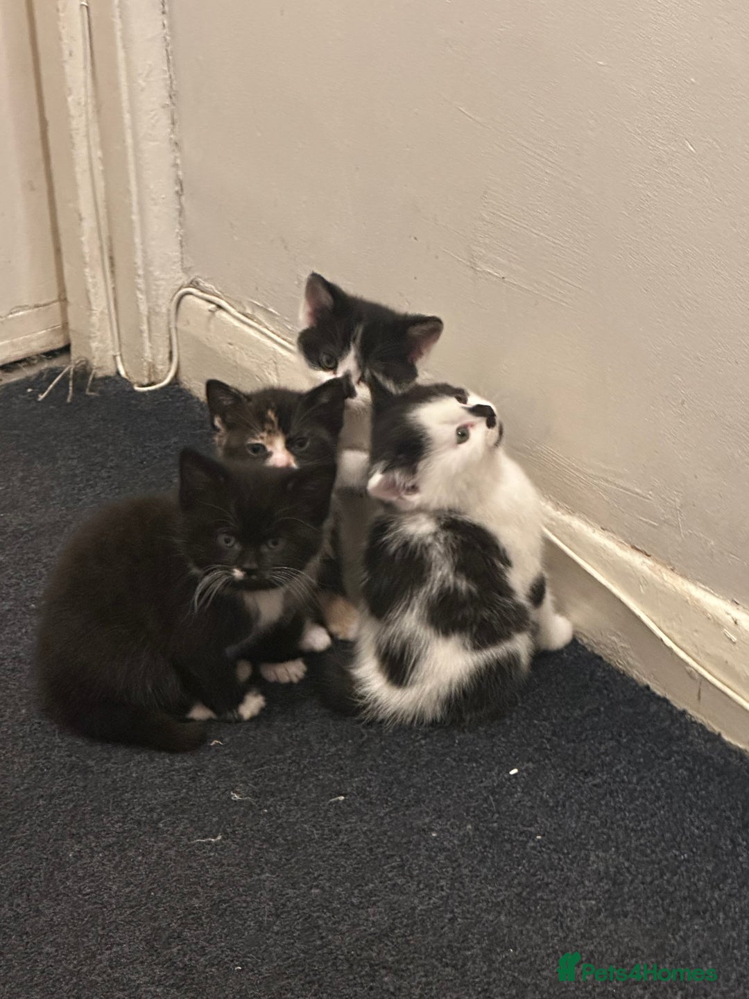 American Wirehair cats for sale: 3 KITTENS FOR SALE - ready to leave Jan 11th - Advert 8