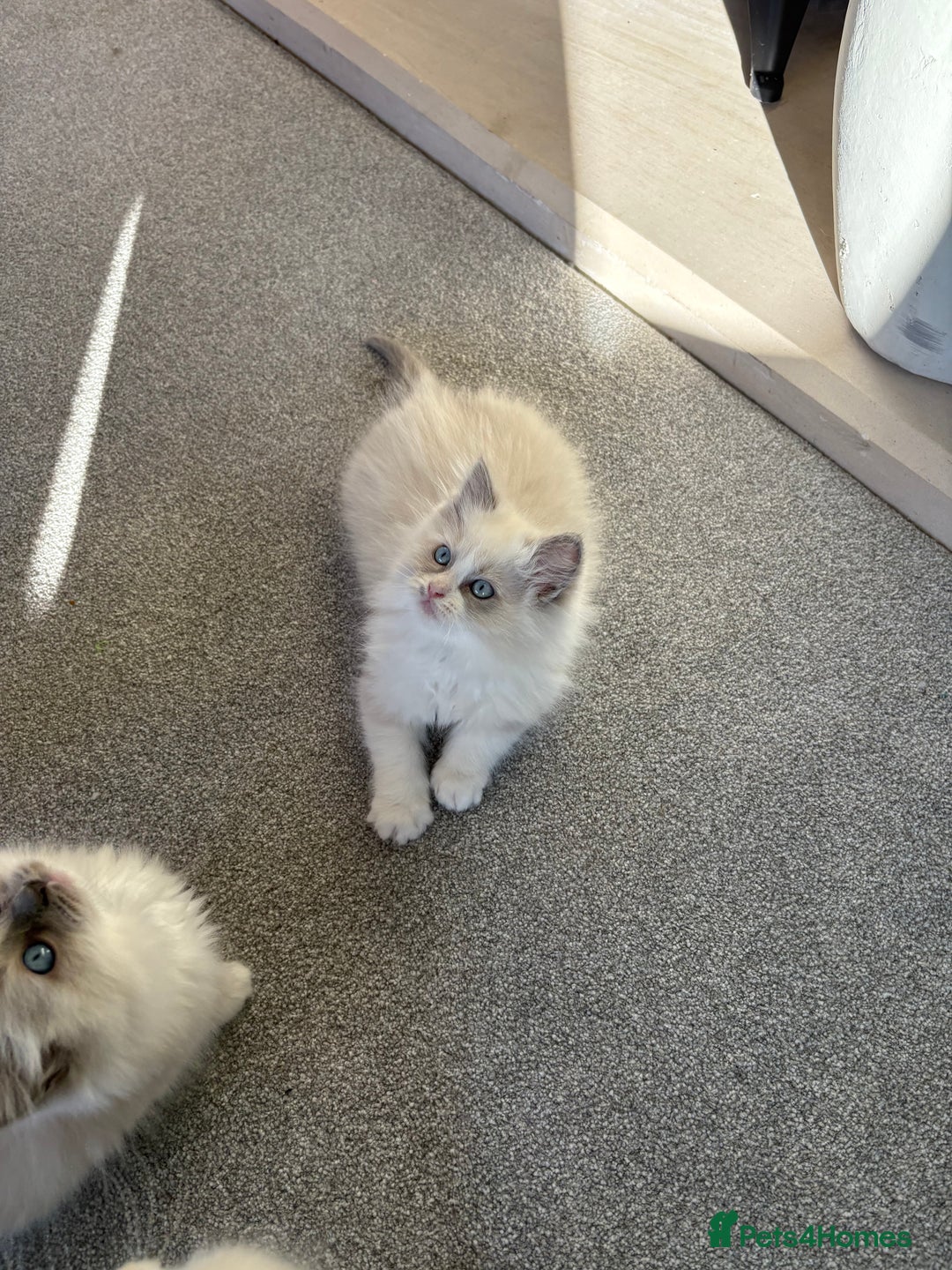 Ragdoll cats for sale: Blue GCCF pedigree Ragdoll kittens - Advert 13
