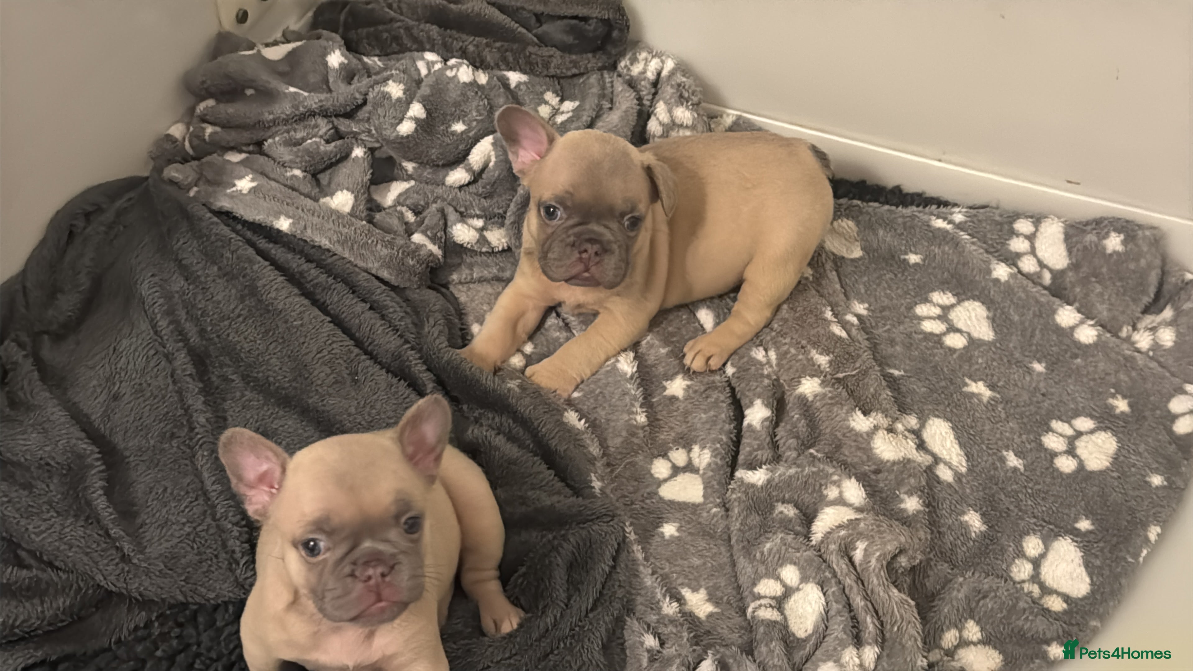 French Bulldog dogs French Bulldog Puppies  - Advert 16