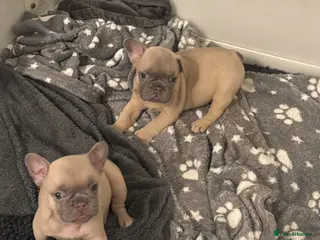 French Bulldog dogs French Bulldog Puppies - Advert 16