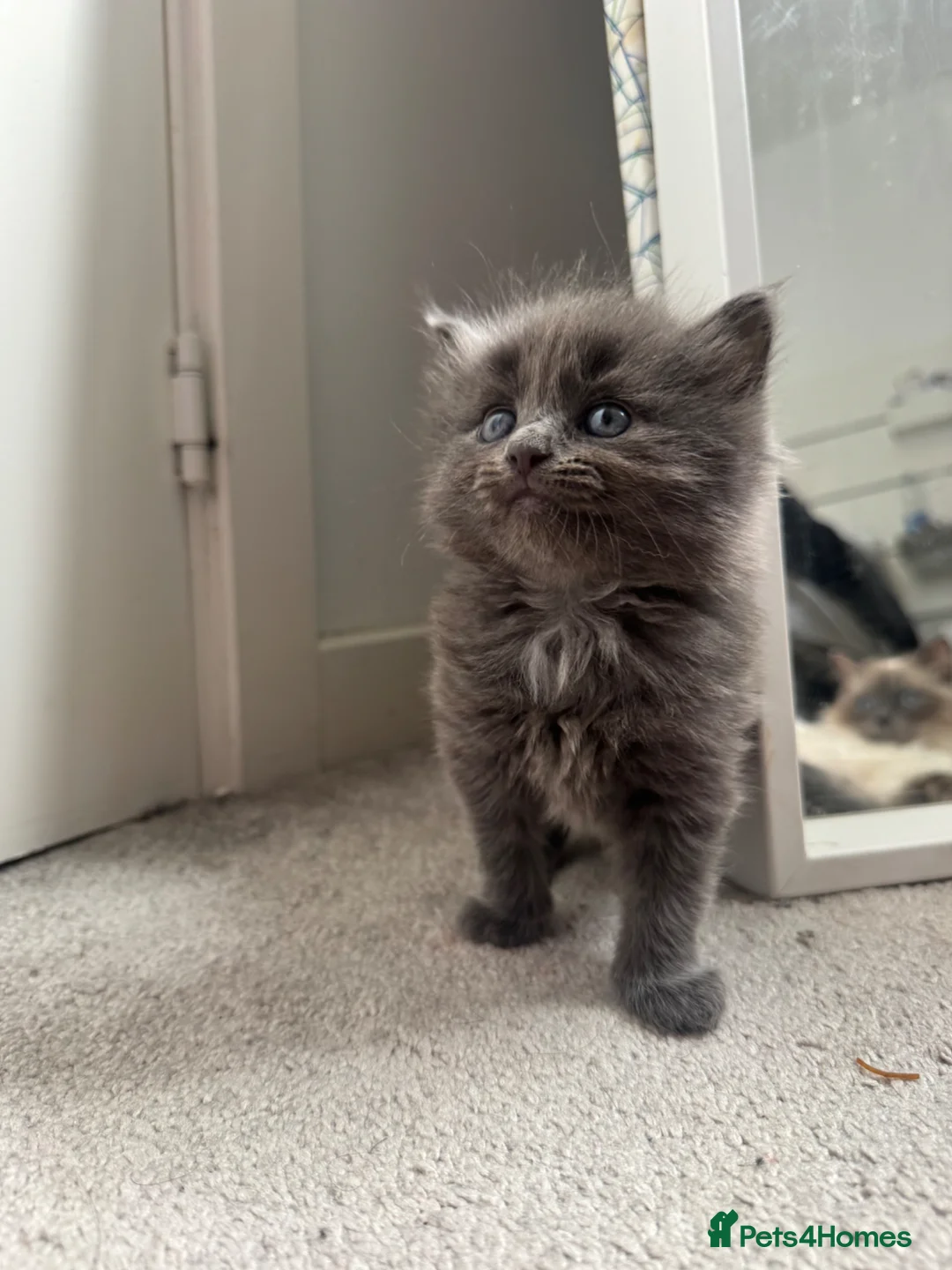 Ragdoll cats for sale: Ragdoll/mixed maincoon - Advert 1