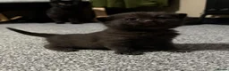 Mixed Breed cats for sale: Male kittens in Yeovil - Advert 5