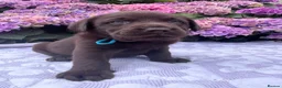 Labrador Retriever dogs for sale: 2 girls available Extenively health Tested READY - Advert 34