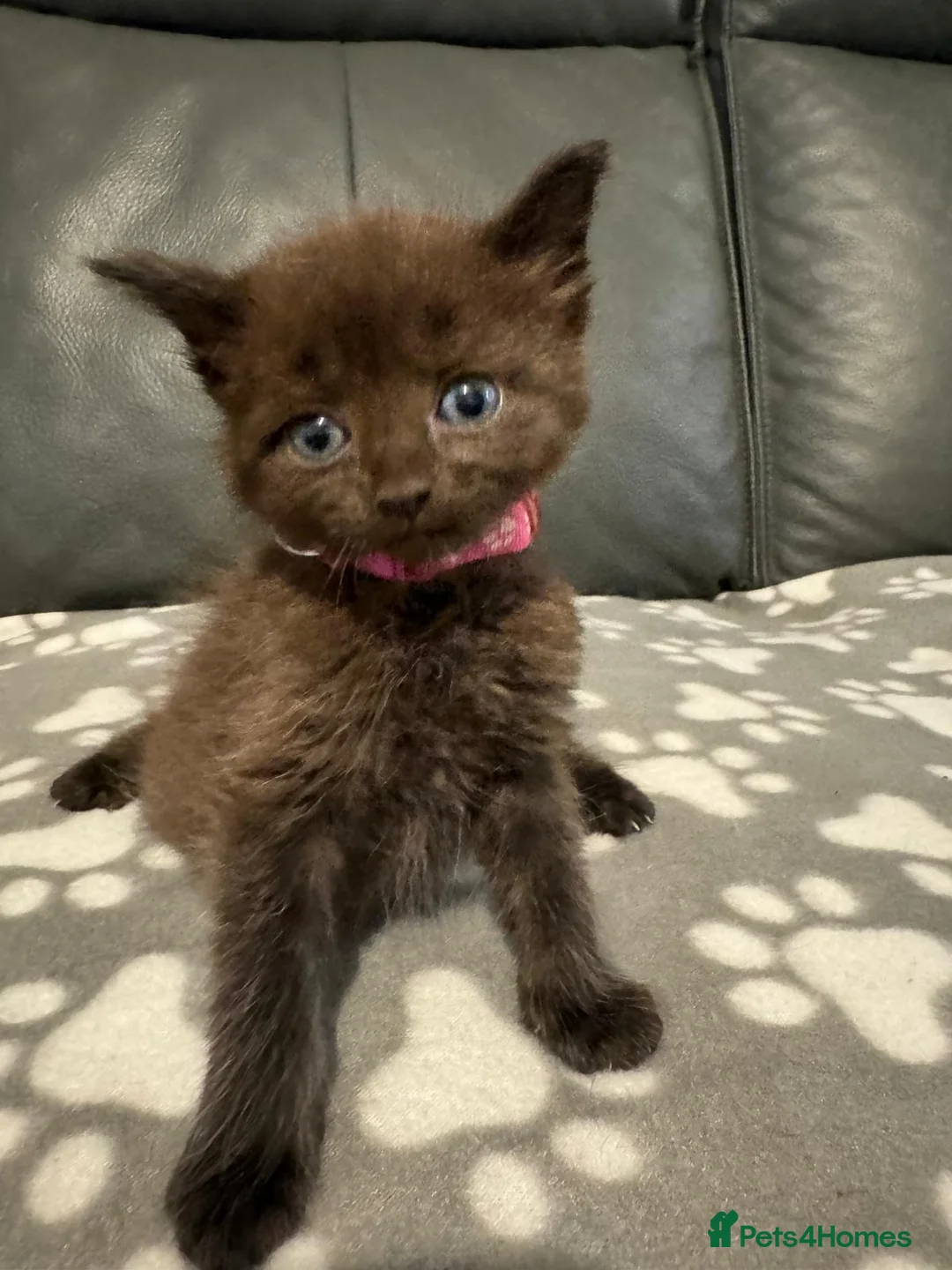 Ragdoll cats for sale: Ragdoll X kittens  in Harlow - Advert 2