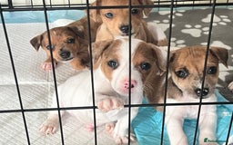 Mixed Breed dogs for sale: Jack russel/terrier puppies - Image 1