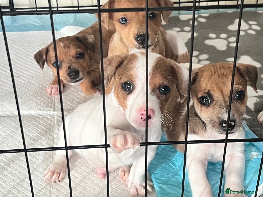 Mixed Breed dogs for sale: Jack russel/terrier puppies - Image 1