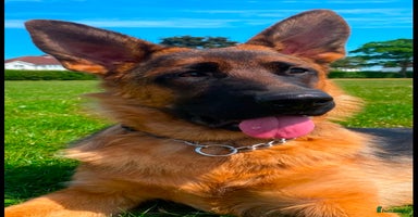 German Shepherd dogs - Advert 13