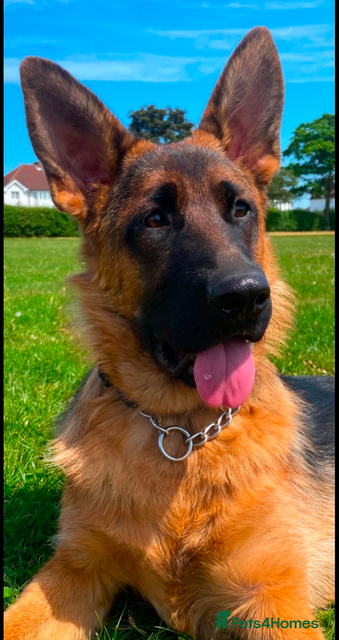 German Shepherd dogs for sale: A beautiful German import pup bitch  - Image 2