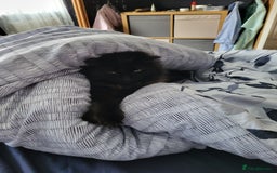 Ragcoon cats for sale: Racoon for Sale - Image 9