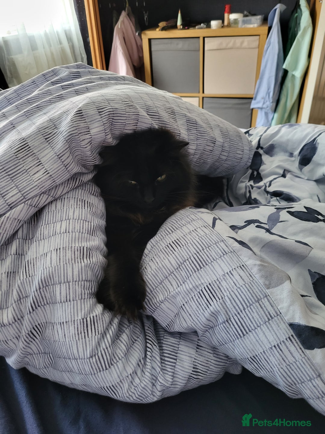 Ragcoon cats for sale: Racoon for Sale - Image 9
