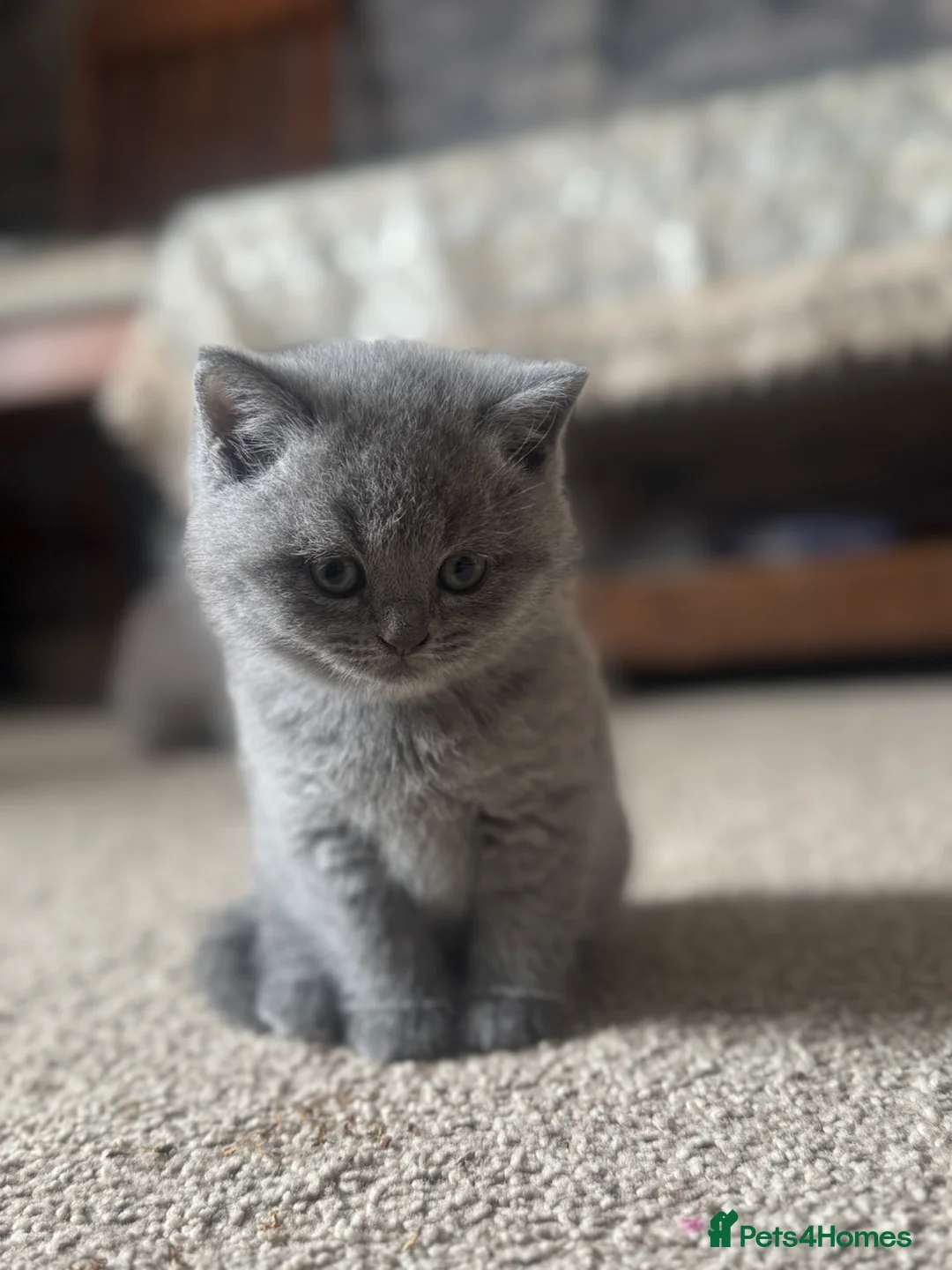 British Shorthair cats for sale: Kitten British shorthair  - Advert 2