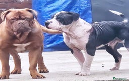 Mixed Breed dogs for sale: Honey is looking her home 💕 - Image 3