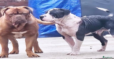 Mixed Breed dogs - Advert 4