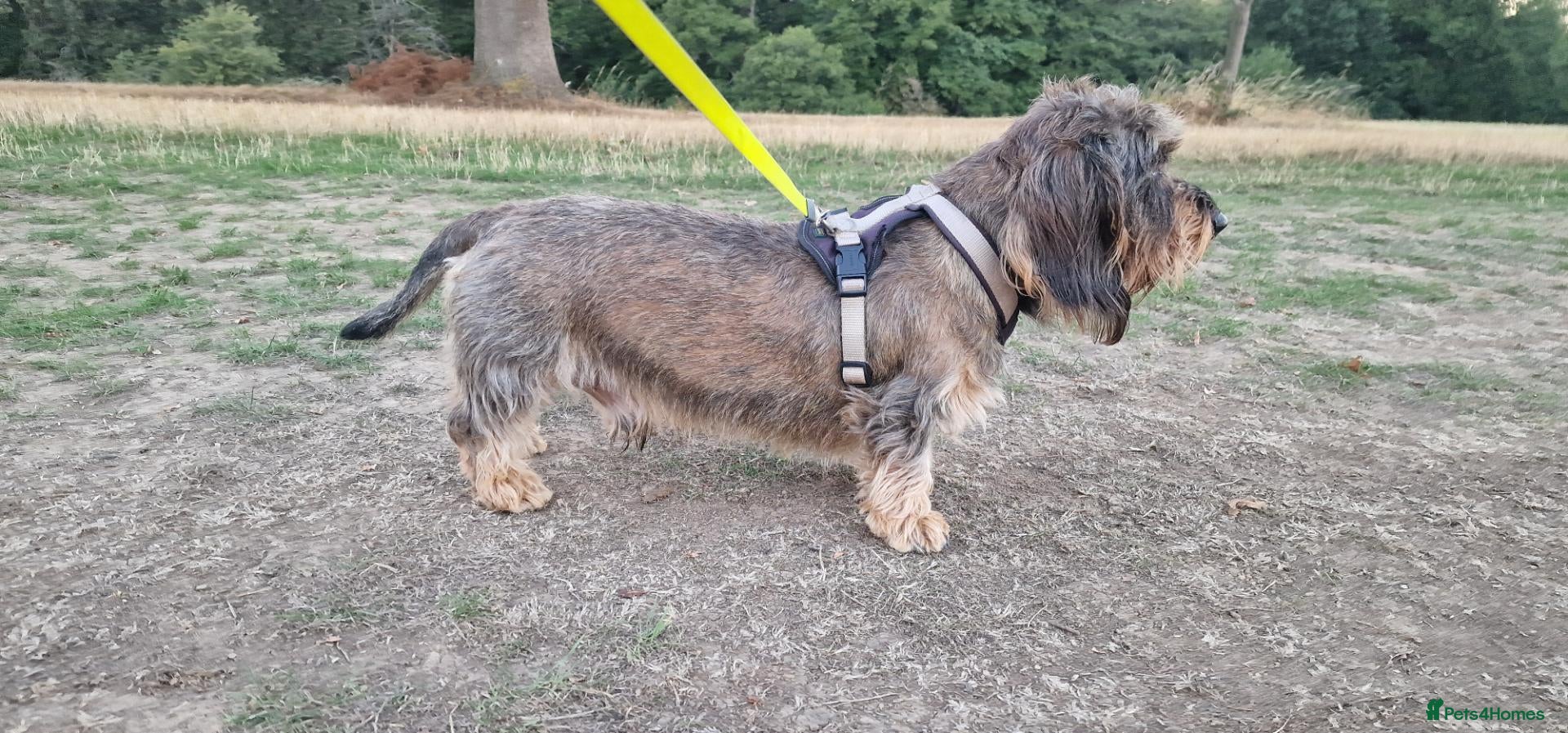 Dachshund dogs Wirehaired dachshund for stud - Advert 2