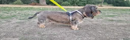 Dachshund dogs for stud: Wirehaired dachshund for stud in Windsor - Advert 2