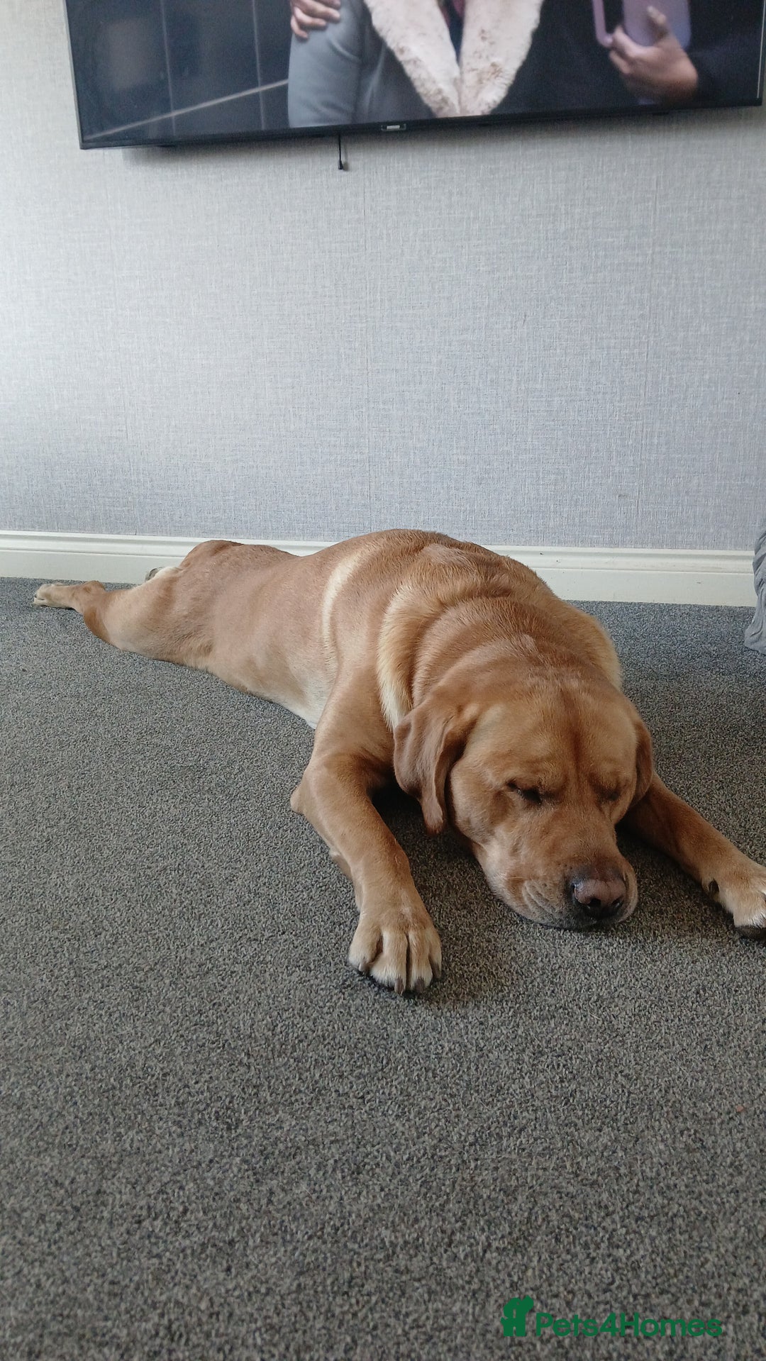 Golden Retriever dogs for stud: Male dog for stud - Advert 6