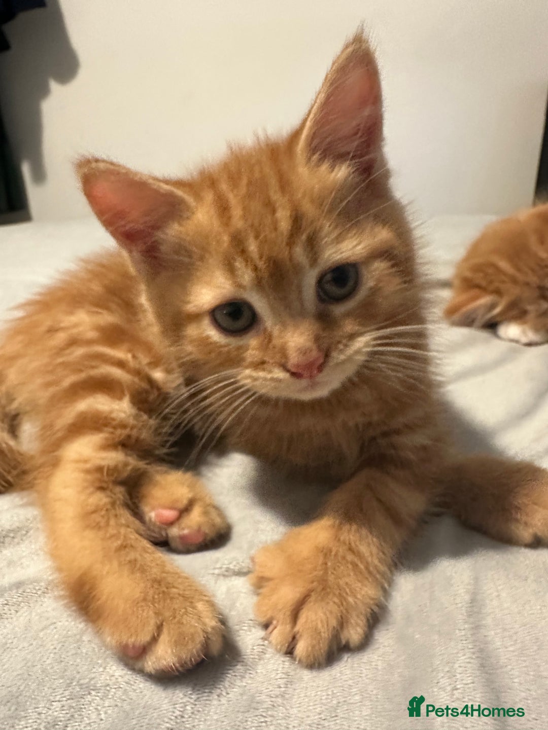 Scottish Fold cats for sale: Ginger Scottish fold/straights - Advert 26