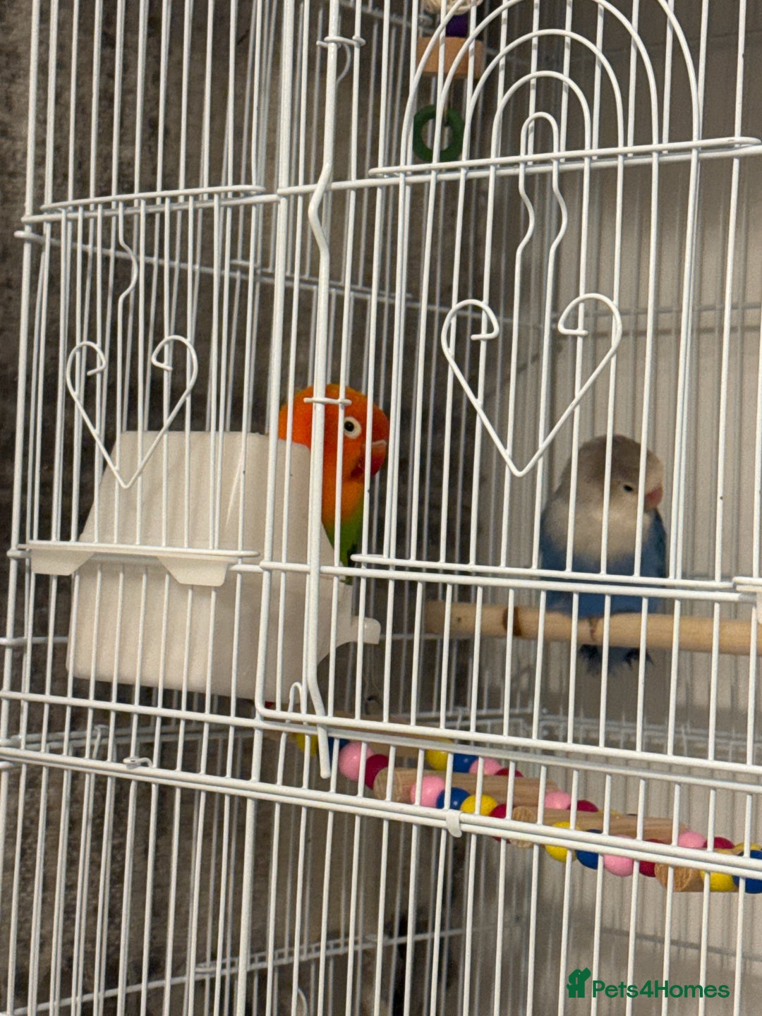 Lovebirds birds for sale: Bonded Lovebirds  - Advert 2