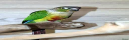 Budgerigars birds for sale: Budgies, Green Cheek Conures Easy Hand-Reared  - Advert 3