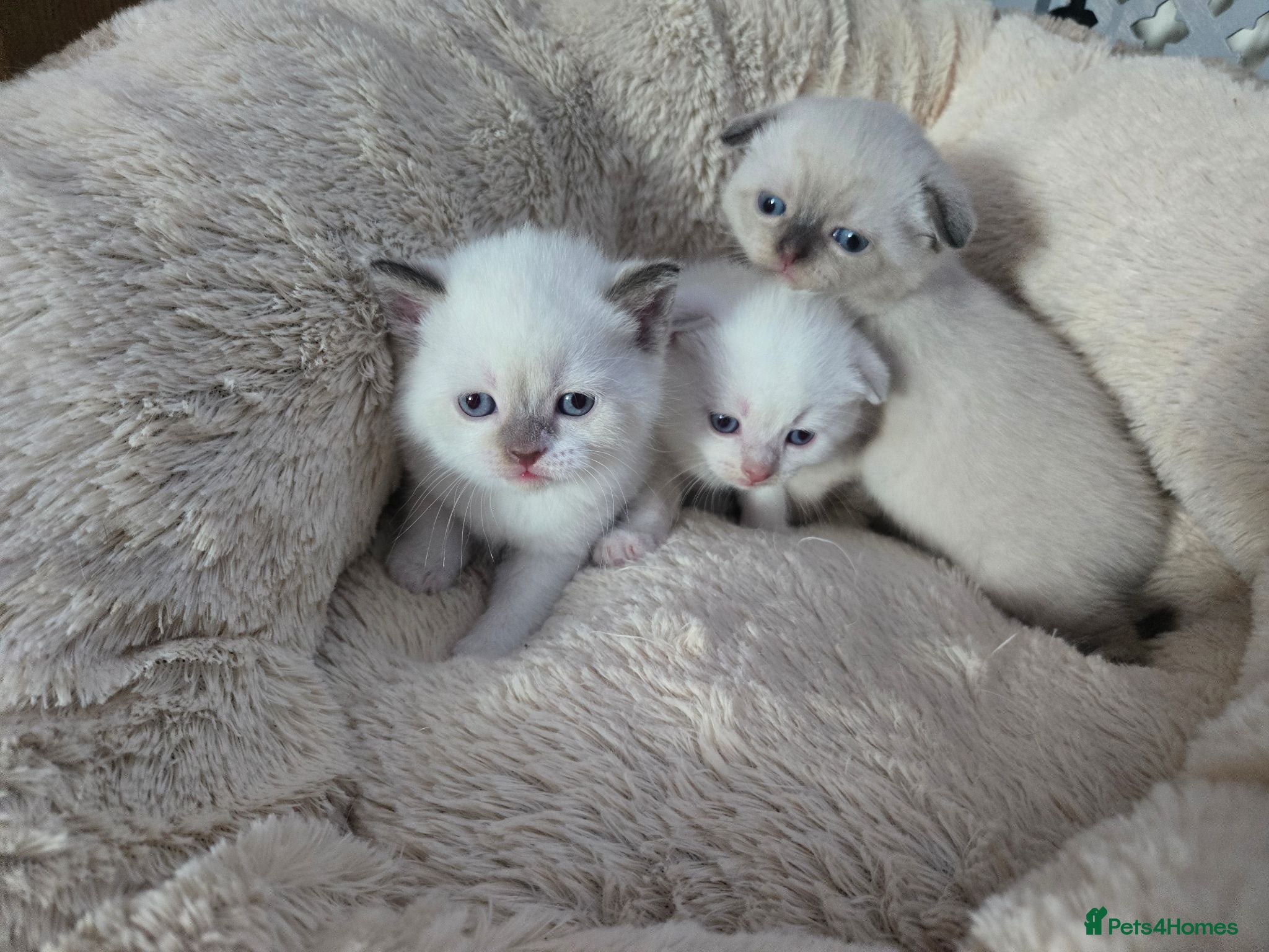 Scottish Fold cats 4 Beautiful Kittens Ready Soon 🐾 - Advert 2