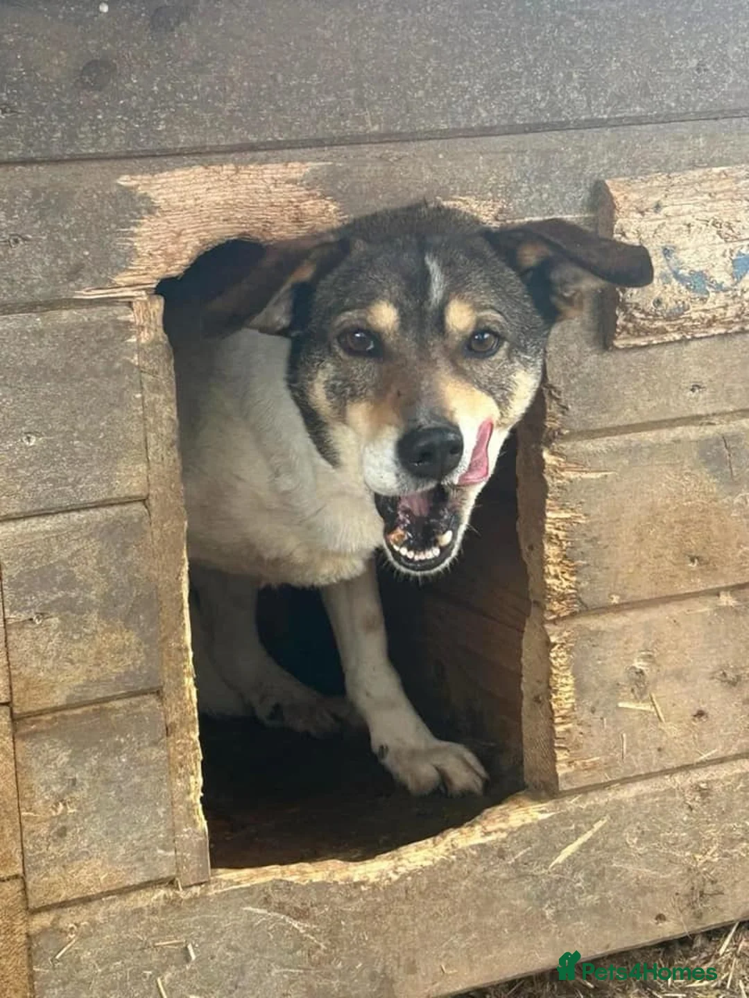 Mixed Breed dogs for adoption: Benjamin - Norwich Norfolk  in Norwich - Advert 6