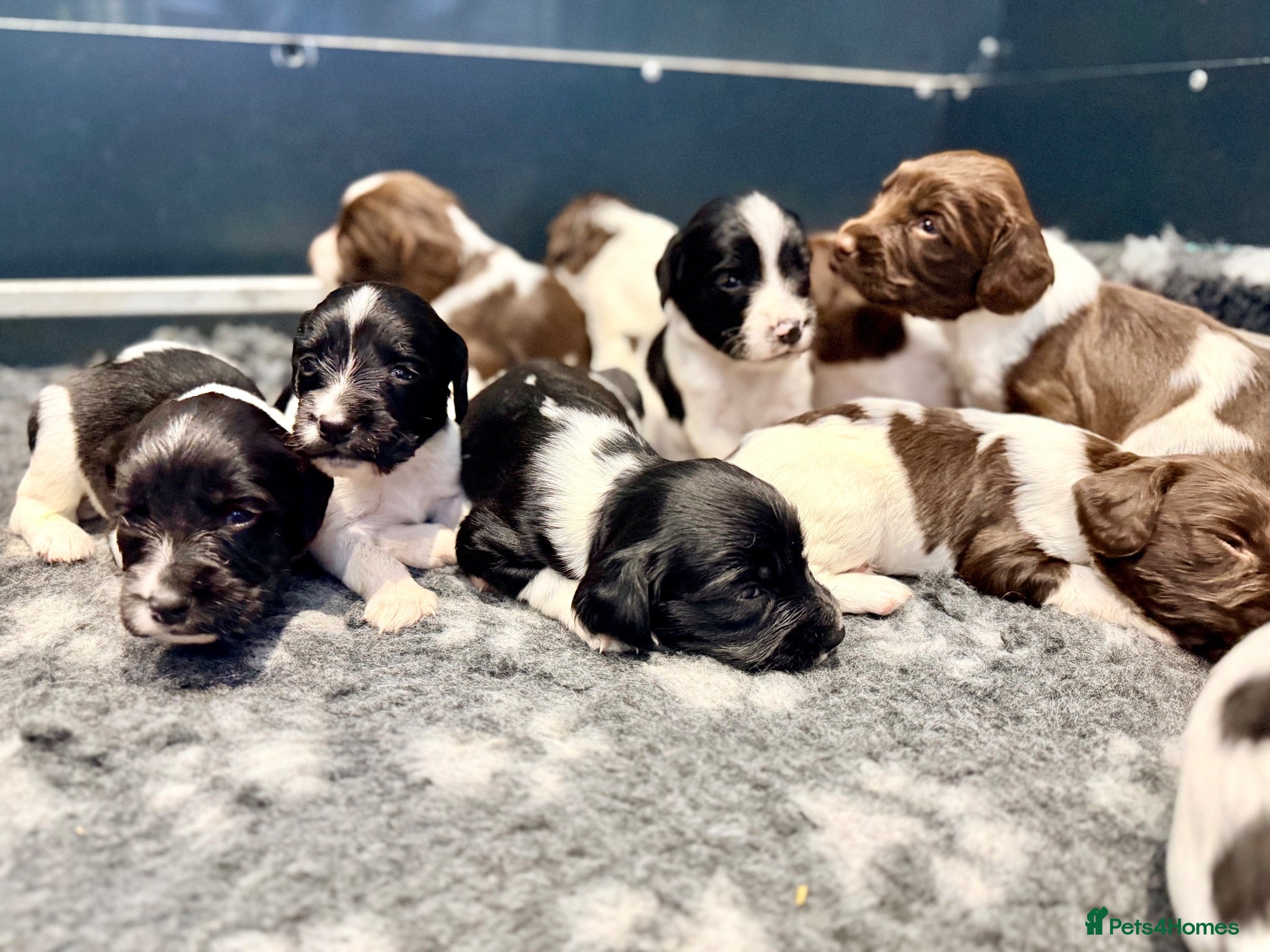 English Springer Spaniel dogs KC FTCH sired English Springer Spaniel Puppies - Advert 1