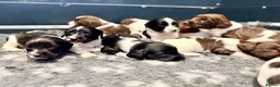 English Springer Spaniel dogs for sale: KC FTCH English Springer Spaniel Puppies - Advert 9