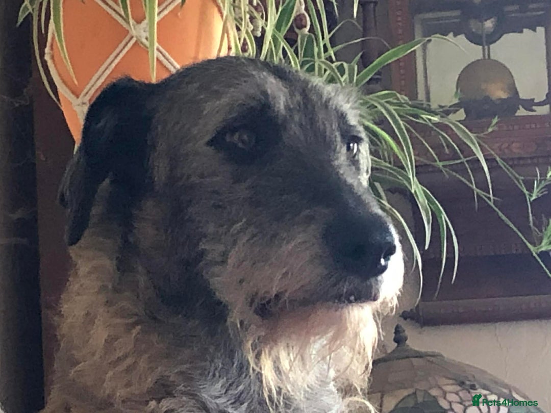 Irish Wolfhound dogs for adoption: Meet Peggy - URGENT - Foster or FVA  - Advert 1