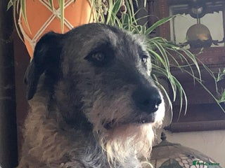 Irish Wolfhound dogs Meet Peggy - URGENT - Foster or FVA - Advert 1