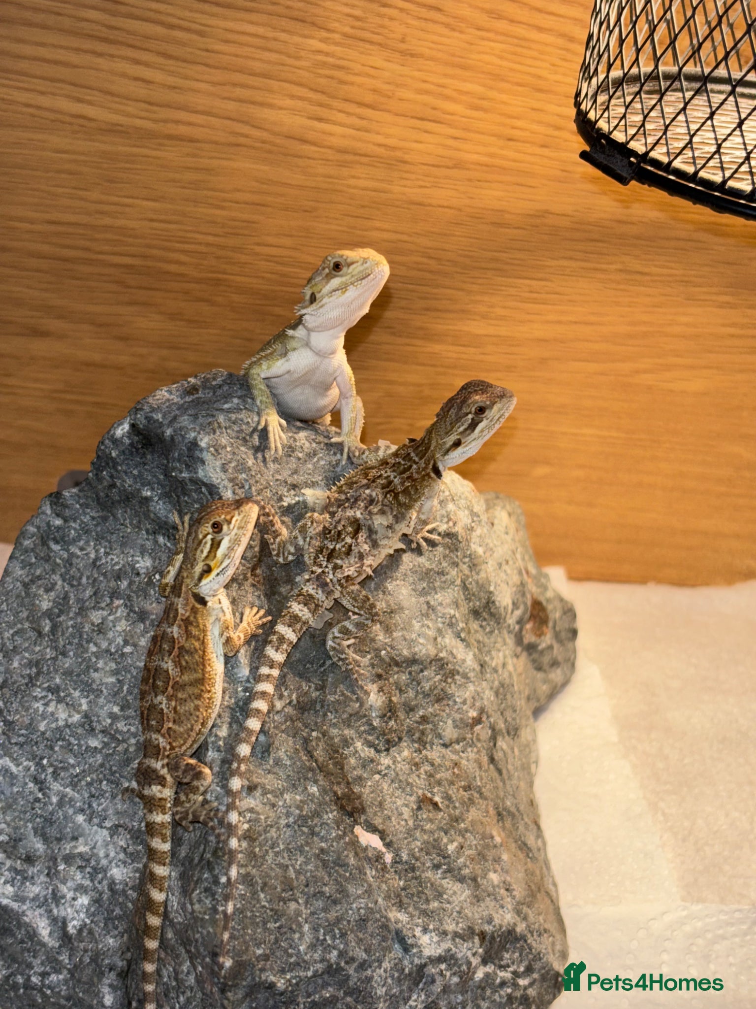 Bearded Dragon reptiles for sale: Friendly bearded baby dragons - Advert 10