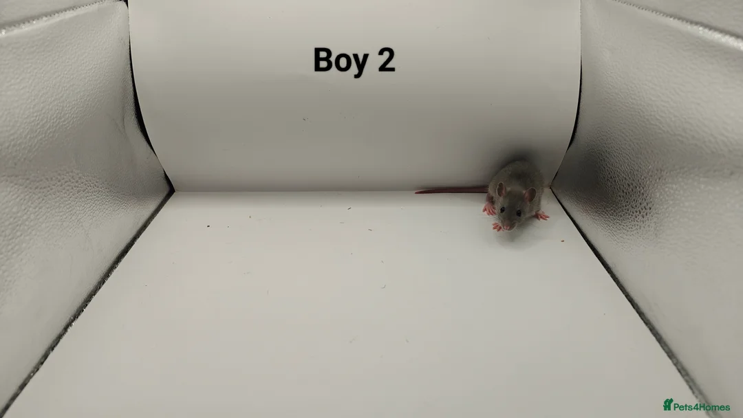 Rat rodents for sale: FEB: 20 Rats (13 Rats: 7 Boys & 6 Girls Left) - Advert 3