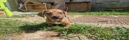 Miniature Dachshund dogs for sale: Miniature chocolate dapple black tan dachshund - Advert 36