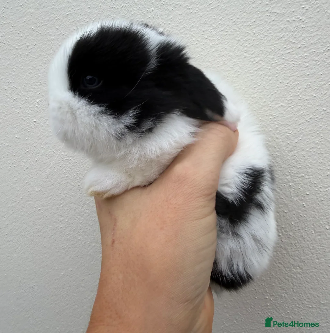 Mini Lop rabbits for sale: Purebred mini lops *Avail to Reserve - Advert 7