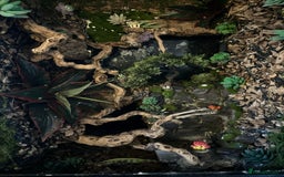 Lizard reptiles for sale: Reptile bioactive enclosure only enclosure  - Image 6