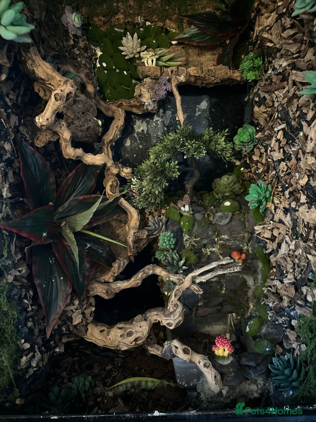 Lizard reptiles for sale: Reptile bioactive enclosure only enclosure  - Image 6