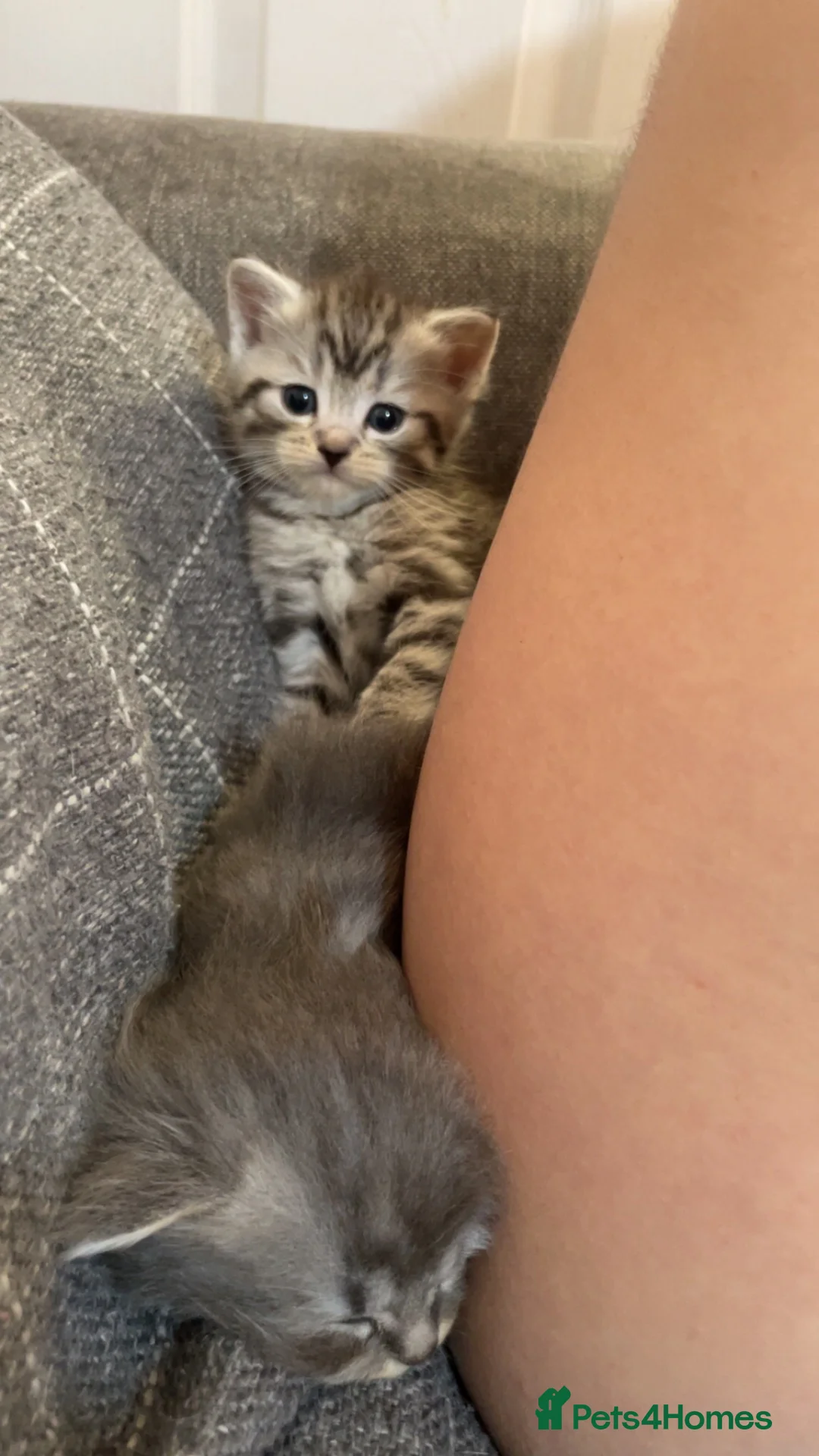 Mixed Breed cats for sale: Exotic cross kittens  - Advert 2