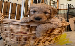Goldendoodle dogs for sale: Golden doodle puppies ready 12th September  - Image 3