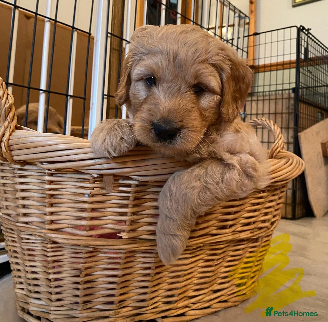 Goldendoodle dogs for sale: Golden doodle puppies ready 12th September  - Image 3