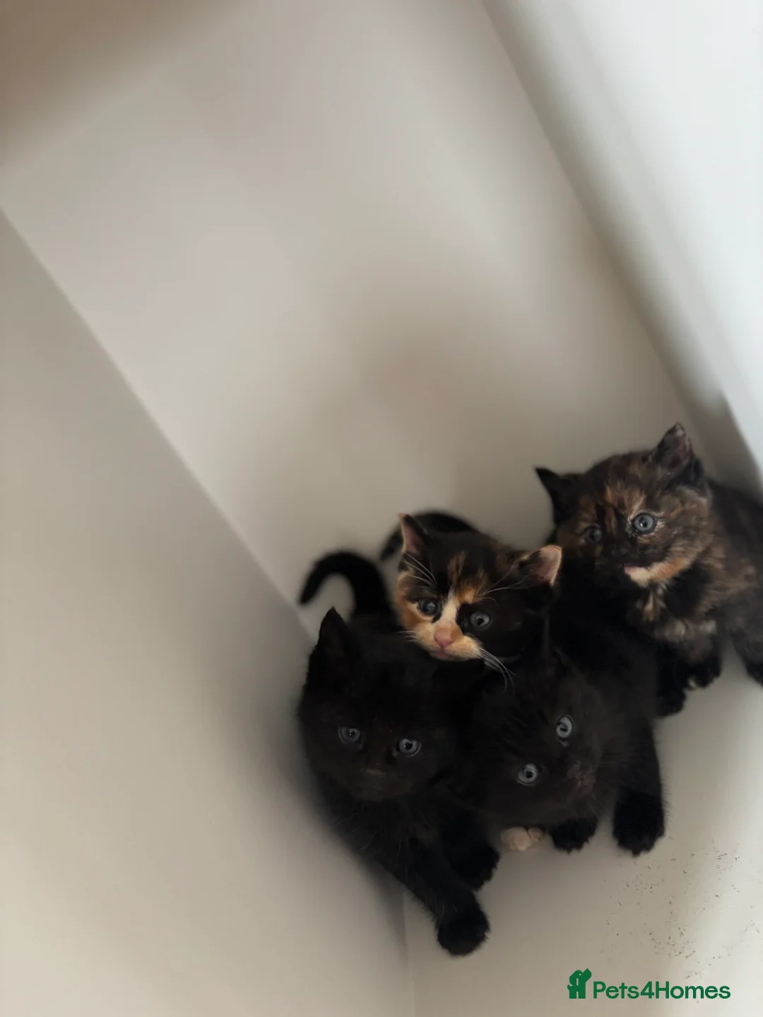 Ragdoll cats for sale: Kittens  - Advert 7