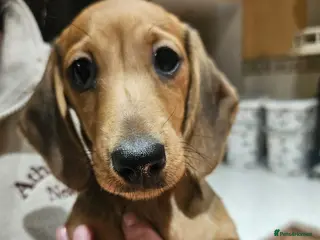Miniature Dachshund dogs Dachshund puppies ready now for new homes - Advert 16