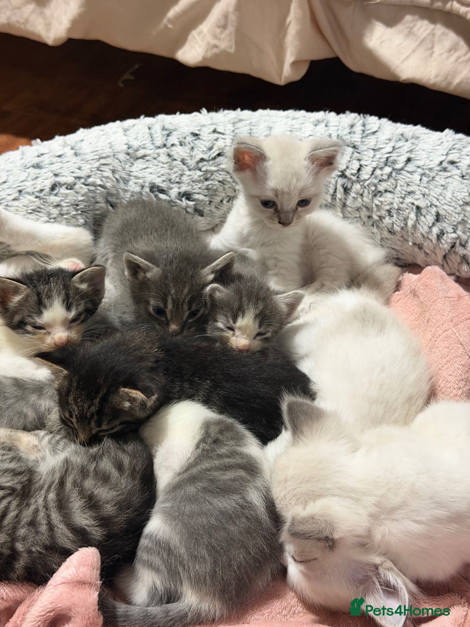 Mixed Breed cats Mixed breed kittens - Advert 1