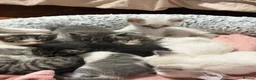 Mixed Breed cats for sale: Mixed breed kittens - Advert 1