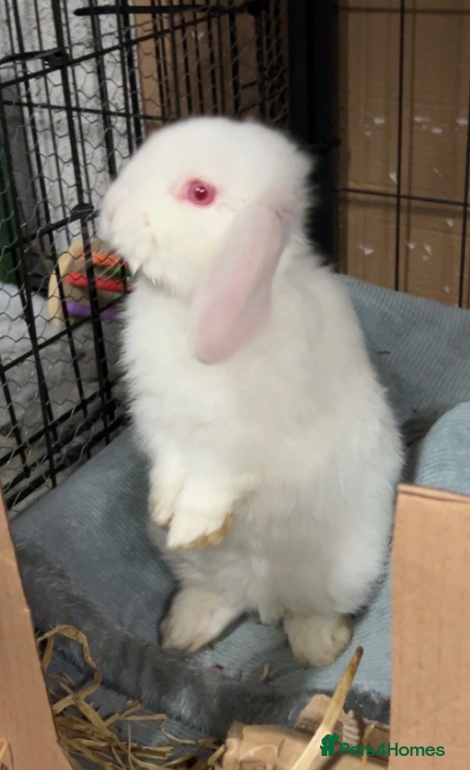 Netherland Dwarf rabbits 3 month old male mini lop  - Advert 10