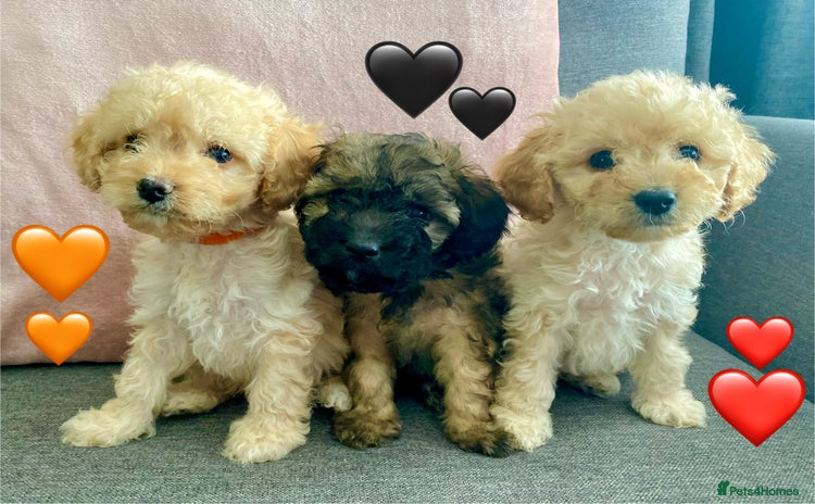 Cavapoo dogs - Advert 11