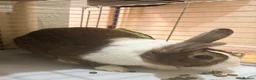 Dutch rabbits for sale: Dutch rabbit (URGENT need for rehousing) in London - Advert 1