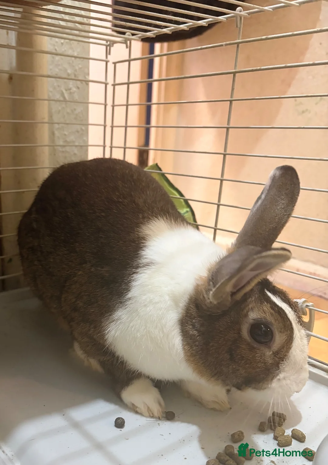 Dutch rabbits for sale: Dutch rabbit (URGENT need for rehousing) in London - Advert 1