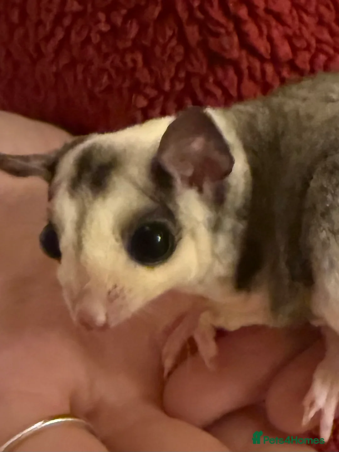 Sugar Glider rodents for sale: Tame sugar glider baby - Advert 2