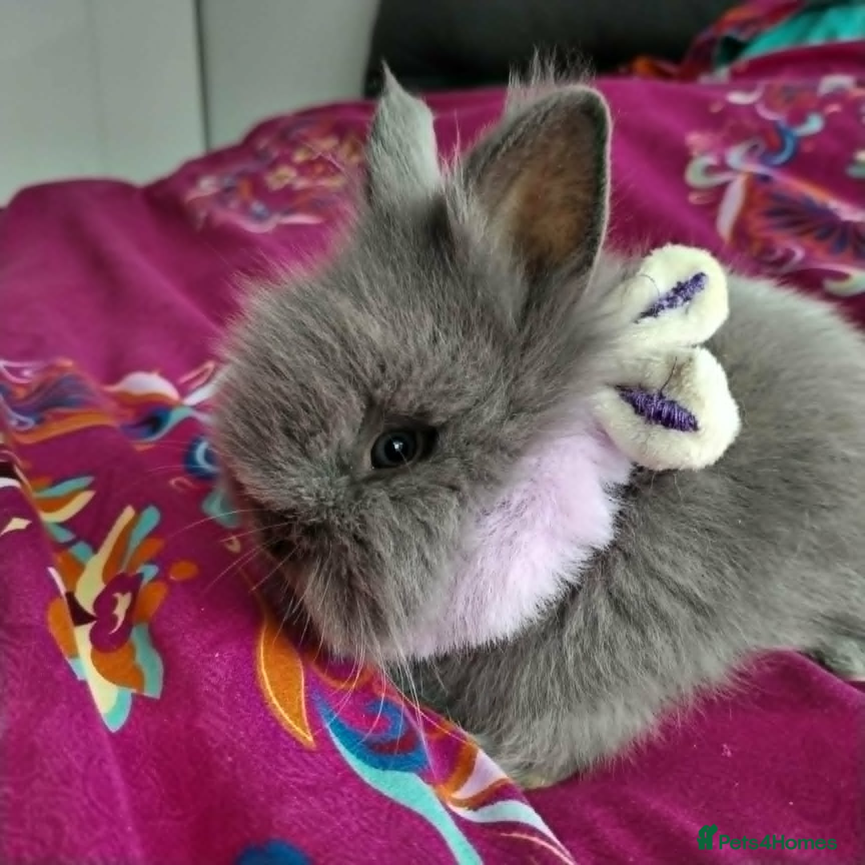 Lionhead rabbits Pure Breed Double Mained Lionhead - Advert 2