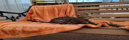 Savannah cats for sale: F3 Girl Brown Spotted Savannah TICA - Advert 12