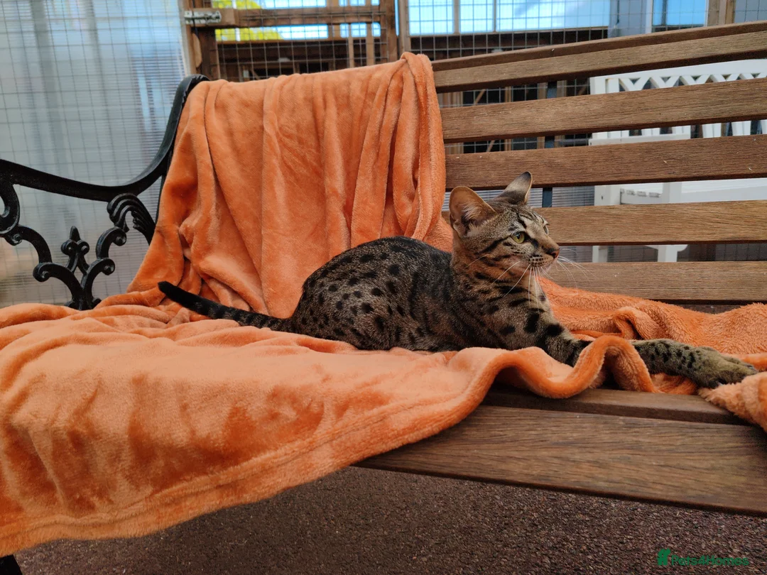 Savannah cats for sale: F3 Girl Brown Spotted Savannah TICA - Advert 12